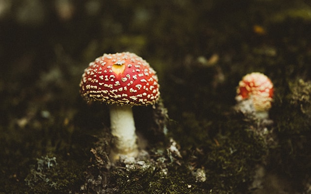 在地下室种蘑菇