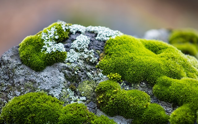 苔藓的种类