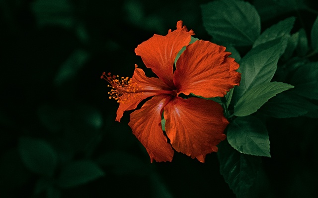 木芙蓉的种类
