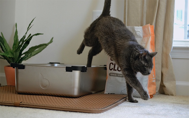 猫砂替代品的缩略图