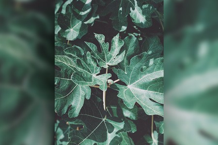 亚得里亚海无花果树是自花授粉的无花果树品种之一