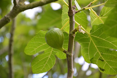 野生无花果树