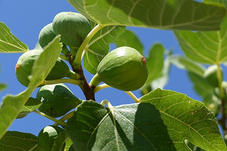 如果你正在寻找另一种碳水化合物含量高的无花果树，你必须选择塞莱斯特无花果树