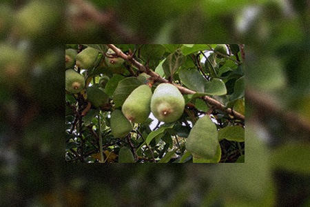 匍匐无花果