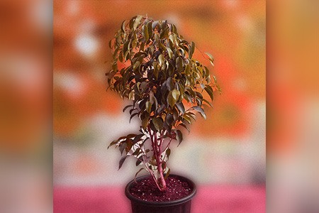 垂枝无花果树