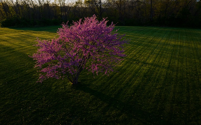 紫荆树的类型