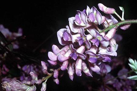 美国紫藤(wisteria frutescens)是一种侵略性较弱的紫藤
