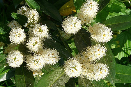 一些桃金娘树品种，如柠檬桃金娘，以其芳香的花朵而闻名