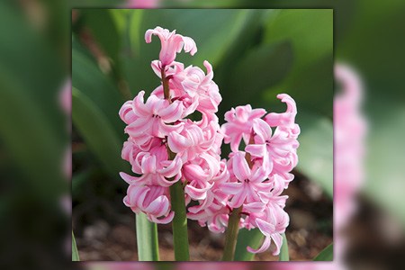 粉色节日风信子