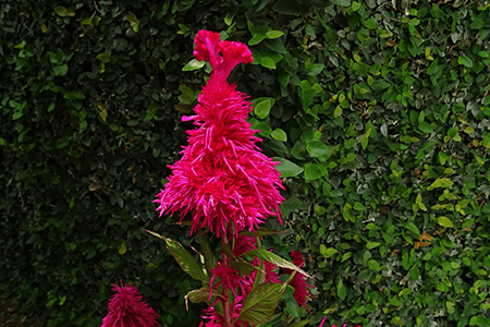 羽色青花是一种流行的青花品种，发现于热带地区