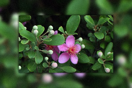 有些桃金娘类型，比如玫瑰桃金娘，喜欢在潮湿的环境中生长