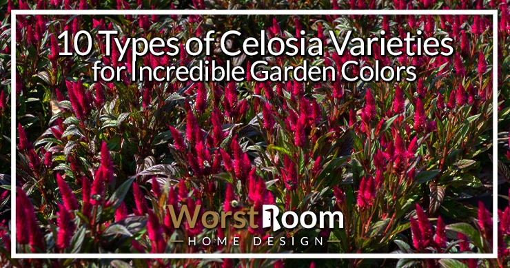 类型的celosia