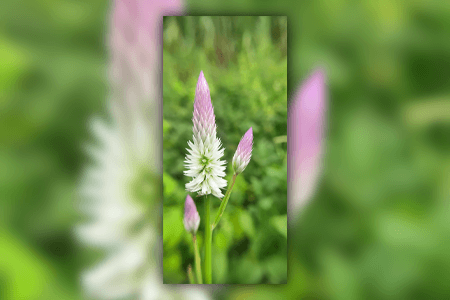 小麦celosia