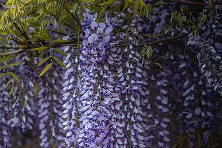 一些不同类型的紫藤，如wisteria floribunda(大botrys)有较长的总状花序