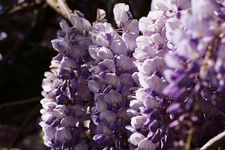 紫藤sinensis“多产”