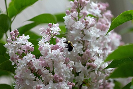 美丽的莫斯科紫丁香是紫丁香的品种，是一个健壮的生长和强烈的气味