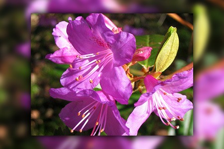 杜鹃花是一种需要低维护的杜鹃花