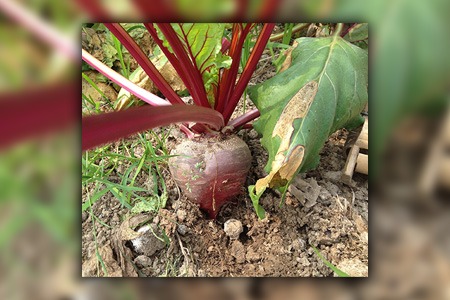 早想高顶甜菜