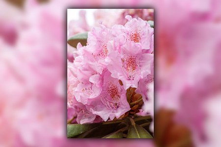 杜鹃花的一些品种，如黑缎杜鹃花，可以用它的提前开花来暗示春天的到来