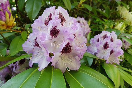 一些杜鹃花品种，如杜鹃花蓝彼得，是众所周知的非常持久