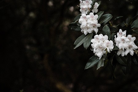杜鹃花