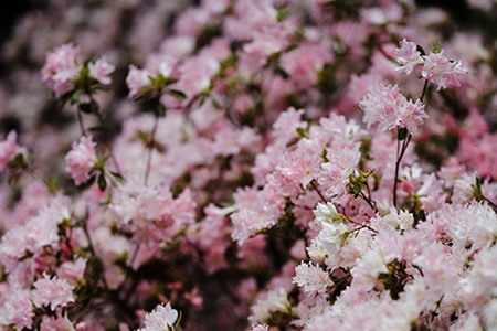 一些杜鹃花的名字可以给你一些关于花的形状的提示。例如，杜鹃花“蝴蝶钟”就因其钟形的花朵而得名