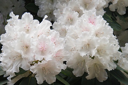 一些类型的杜鹃花灌木，如yakushimanum杜鹃花，强壮且易于生长