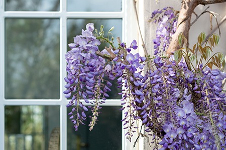 一些不同类型的紫丁香灌木，如双蓝紫丁香，已知可以长到大约7英尺高