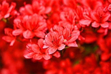stewartsonian杜鹃花