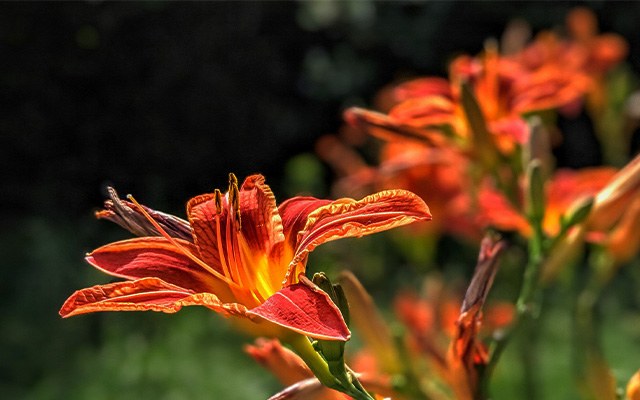 杜鹃花的缩略图