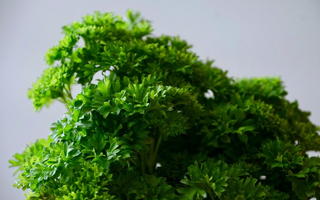 欧芹缩略图的种类