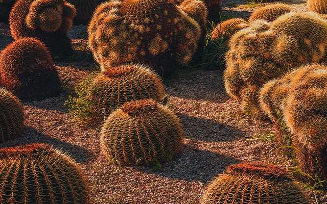 桶形仙人掌的种类